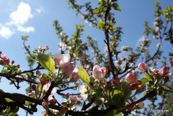 Omenapuun kukkia