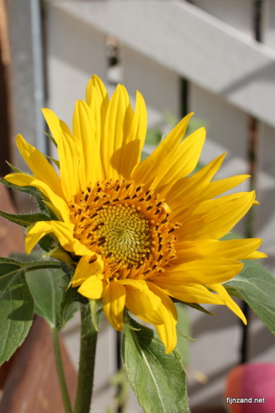 Aurinkoinen kukka